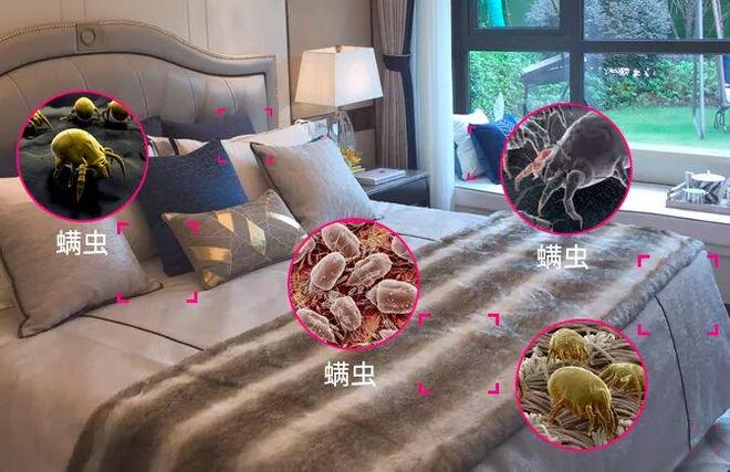 拆解螨虫危害与滋生条件实测多款产品九游会除螨虫最有效的方法是什么？(图8)